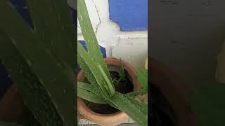 Aloevera ke liye tipsgarden nature [upl. by Ayaladnot541]