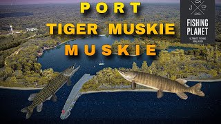 PORT TIGER MUSKIEMUSKIE ST CROIX LAKE  FISHING PLANET MALAYSIA [upl. by Euqenimod795]