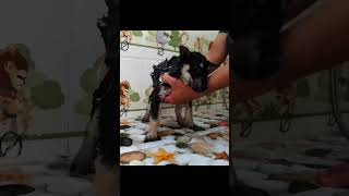 Rescue a baby dog 🙏🙏🙏❤️❤️❤️animals animalsoftiktok rescue rescueanimals rescuedog rescuepuppy [upl. by Bucher698]