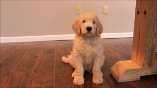 Training 8 Week Old GoldenDoodle Puppy [upl. by Sulohcin]