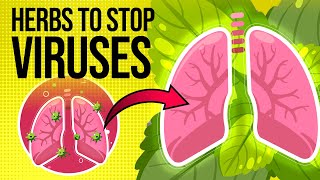 10 Best Herbs for Lung Health Clear Mucus Combat Viruses and Support COPD Relief [upl. by Sirtimed]