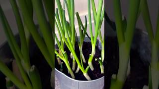 Grow Green Onions From Cuttings  spring onions gardeningshortfeed outdoorgardening ytshorts [upl. by Breed]