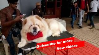 Wow  Most Amazing dog breeds worldwide  Chow Chow [upl. by Atilem]