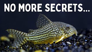 Everything You Should Know Before You Get Corydoras 7 Tips for Keeping Corydoras in an Aquarium [upl. by Eimrots632]