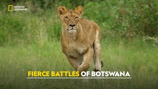 Leopard’s Fight for Survival  Joubert Big Cat Reversion  हिंदी  S1  E3  Nat Geo Wild [upl. by Keg]