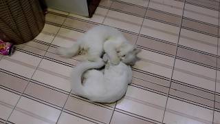 Funny Cute Kittens Playing Fighting Together [upl. by Edmonda]