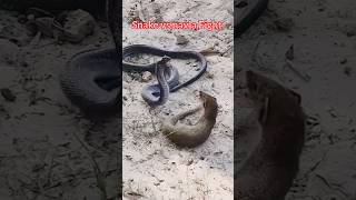 Snake And Mongoose Fight 🐉🐉wildlife animals snake mongoosevssnake cobra naturallovevideography [upl. by Dunc827]