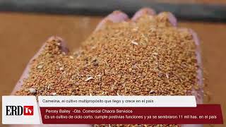 Camelina el cultivo multipropósito que llego y crece en el país [upl. by Remmer]