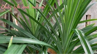 How To Grow Pandan Plant From Cutting   Pandan Growing  Daily Life and Nature [upl. by Ninnetta174]