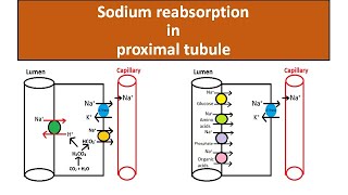 Sodium reabsorption in proximal tubule [upl. by Nylyrehc]