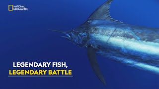 Monster Marlin Hunt  Legendary Catch  हिंदी  Full Episode  S1  E5  Nat Geo Wild [upl. by Ayhdiv]