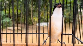 The chirping of shrike birds makes you relaxed and happy [upl. by Ellehsad]