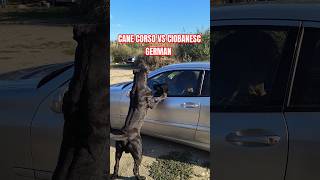 CANE CORSO VS CIOBANESC GERMAN [upl. by Arikal]