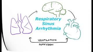 Physiology of Respiratory Sinus Arrhythmia [upl. by Enajharas]