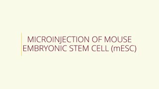 Microinjection of Mouse Embryonic Stem Cell mESC [upl. by Ahtael]