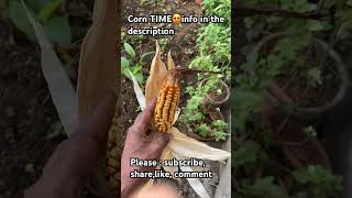 How to GROW This yellow GOLD EASILY youtubeshorts viralvideogardening shortvideo shorts short [upl. by Eustace]