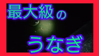 【うなぎ釣り】最大級のウナギが出現！今年最後のウナギ釣りにはドラマが待っていた！ 北九州釣り fishing うなぎ釣り うなぎ [upl. by Aitnuahs]