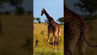 animals mother giraffe nature foryou wildlife fyp fypviralシ growmy [upl. by Erised]