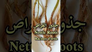 أهم فوائد جذور القراصالقريصNettle root benefitsLes bienfaits des racines dortieshorts [upl. by Naivatco760]