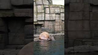 Walrus in Hamburg Zoo walrus walross zoo animals [upl. by Aseen949]