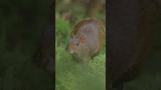 Discover the Central American Agouti or quotGuatusaquot in Ecuador [upl. by Ytnom]