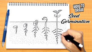 How to draw Seed Germination [upl. by Atilam]