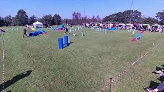 DCH DM 2024  Agility Finals  Grindsted Livestream [upl. by Casey]