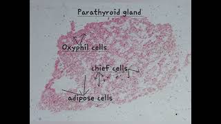 The Parathyroid gland under light microscope [upl. by Mlehliw909]