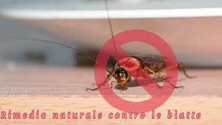 Addio blatte Ecco il rimedio naturale super green [upl. by Lynea15]