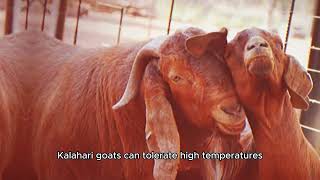 History Of Kalahari Red Goats  Part 2 [upl. by Ytsirhk]