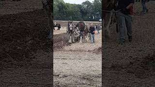 Traditional Horse Ploughing at the Forest of Arden Ploughing Match Sunday 15th September 2024 [upl. by Eiclehc190]