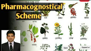 Pharmacognostical Scheme of Crude Drugs pharmacognosticscheme [upl. by Atinna]