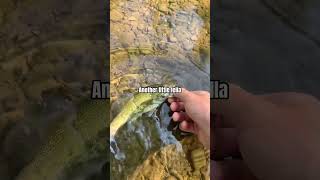 Creek Fishing smallmouth fall fishing nature short [upl. by Bokaj230]