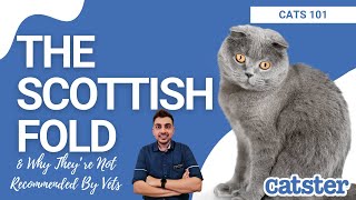 Why Scottish Folds Arent Recommended By Vets [upl. by Yellac]