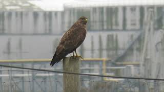 Common Buzzard Buteo buteo Buizerd Landtong Rozenburg ZH the Netherlands 10 Nov 2024 12 [upl. by Cadman]