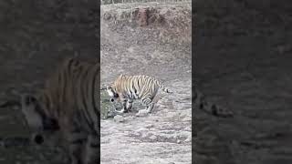 ATR ki starting Sariska Tiger Reserve se hi KYU  ATR VLOG  1 [upl. by Onaivatco]