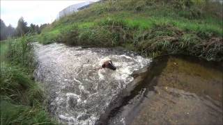 Smooth Fox terrier have fun in the water [upl. by Brighton]