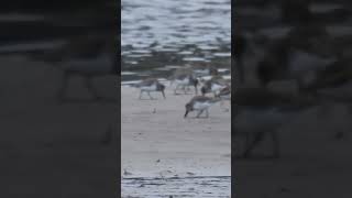 Dunlin sandpipers feeding on the mud flats Surrey BC 🇨🇦 [upl. by Magee242]