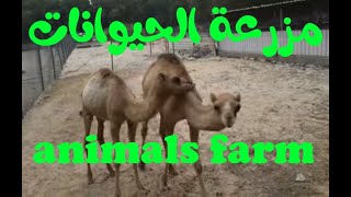 مزرعة الحيوانات  cow  cat  dog  horse  tiger  Lion  farm animals [upl. by Je685]