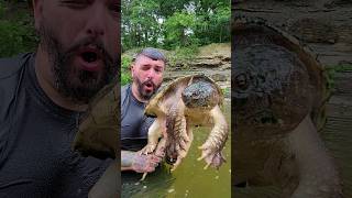 Catching A Giant Snapping Turtle 🐢 nature turtle youtubeshorts explore viral shorts reptiles [upl. by Eelnyl]