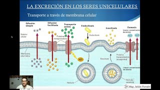 Clase de Biología  Excreción en seres unicelulares y plantas [upl. by Andrus365]