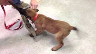 Irak  chiot malinois 2 mois en pension dressage [upl. by Amelie161]