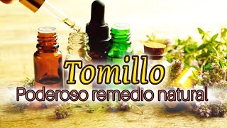 TOMILLO Propiedades Medicinales  Cómo Usarlo y Remedios Caseros [upl. by Anigal]