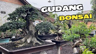 Cek Harga Bonsai Di Gudang [upl. by Ardnasela]