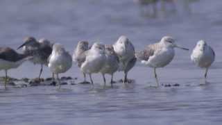 Nordmanns Greenshank Tringa guttifer [upl. by Mcgregor]