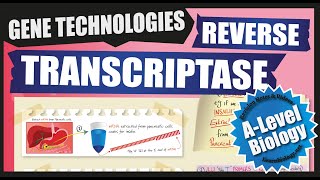 Making cDNA using Reverse Transcriptase  A Level Biology Revision Notes [upl. by Brynn]