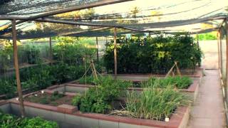 Vegetable Garden in Phoenix [upl. by Dyun]