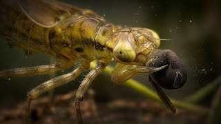 Los animales que HABITAN aguas TRANQUILAS · DOCUMENTAL de Naturaleza [upl. by Amlez]