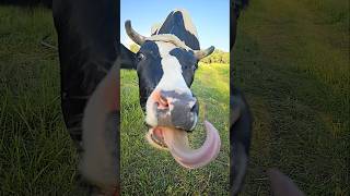 Cow me farm cowboy california tongue cow [upl. by Let126]