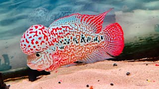 flowerhorn fish farm kamfa f2 [upl. by Marleah]